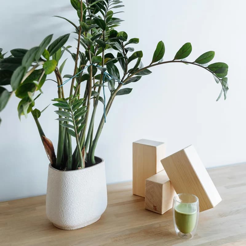 A leafy plant, wooden objects, and a candle on a light wood desk